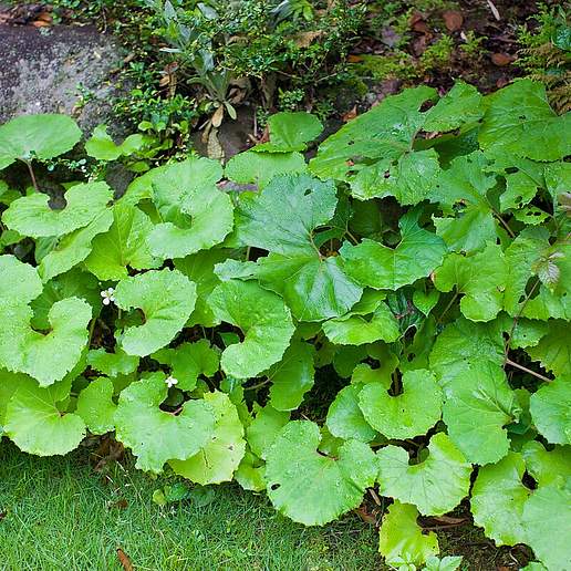 Great Butterbur
