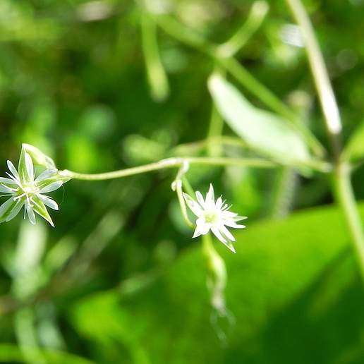 Bog Chickweed