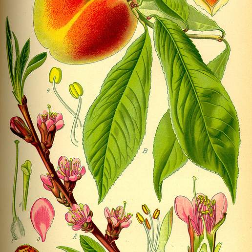 Peach Tree
