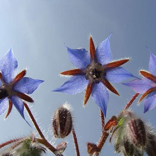 Common Borage