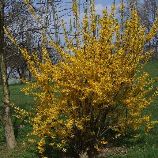 Showy Forsythia