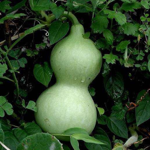 Bottle Gourd