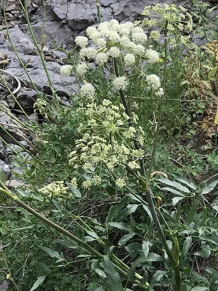 Brewer's Angelica