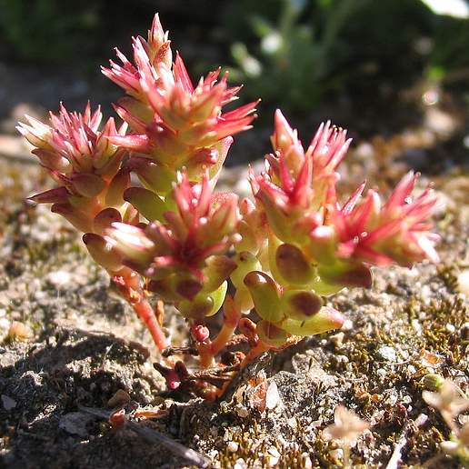 Crassula Cespitosa