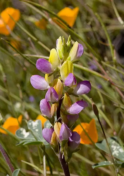 Harlequin Lupine