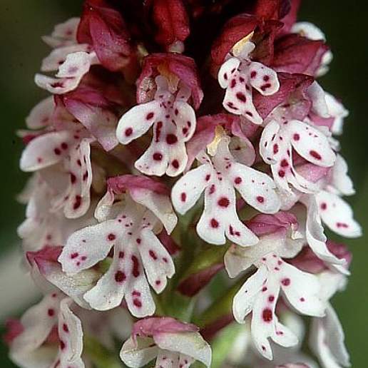Burnt Tip Orchid