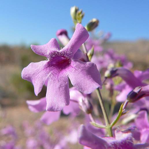 Gilia Beardtongue