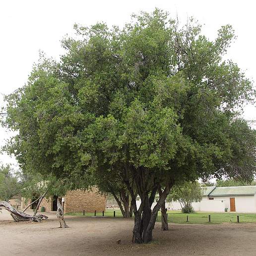 Indaba Tree