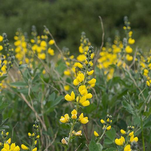 Thermopsis Fabacea