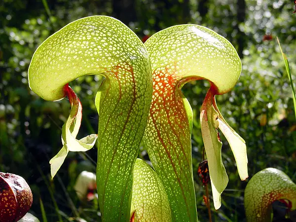 California Pitcherplant