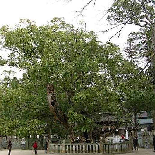 Japanese Camphor