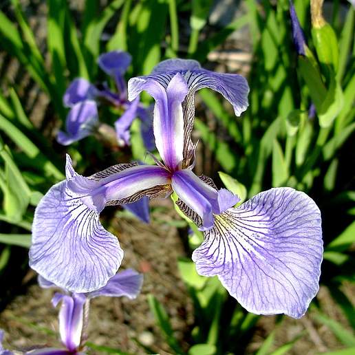 Canada Beach Head Iris