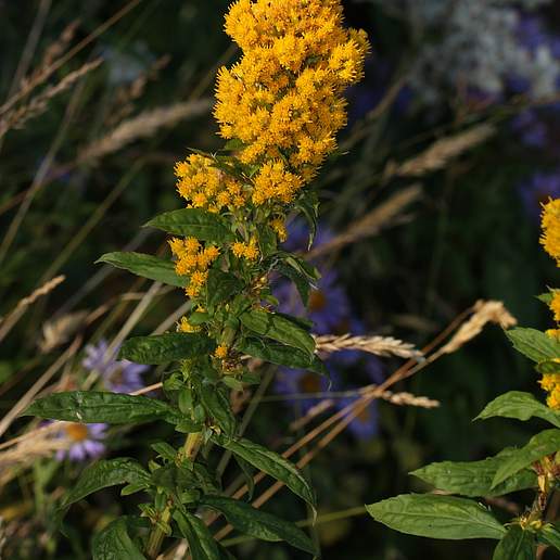 Western Goldenrod