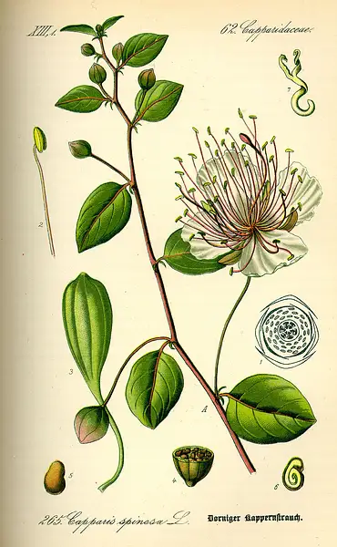 Flinders Rose