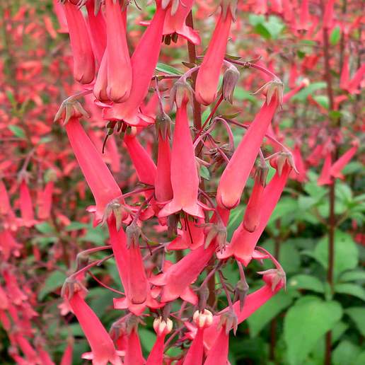 Cape Fuchsia