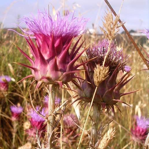 Cardoon