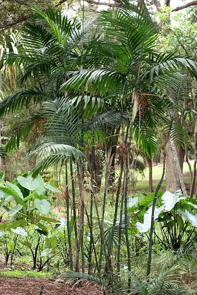 Cascade Palm