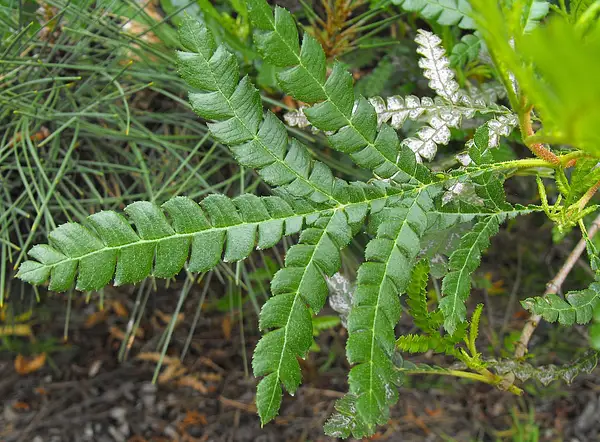 Lyontree