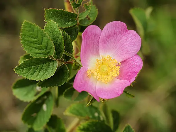 Harsh Downy Rose