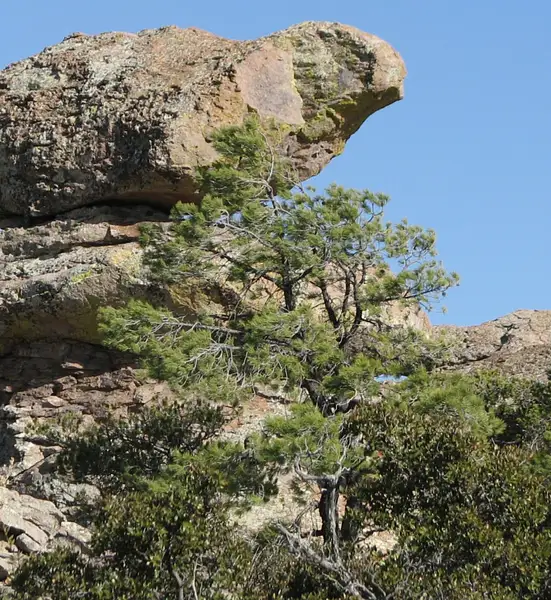 Chihuahua Pine