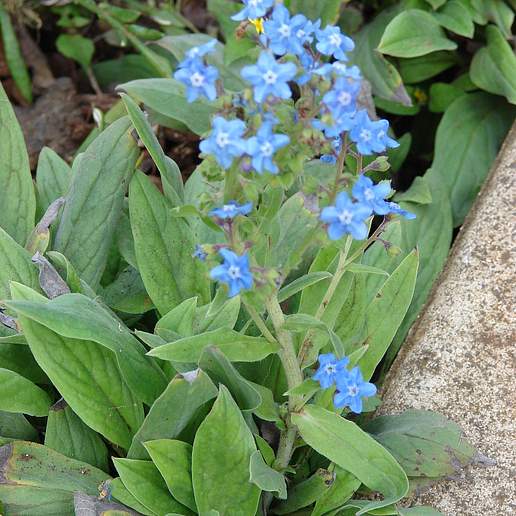 Chinese Hound's Toungue