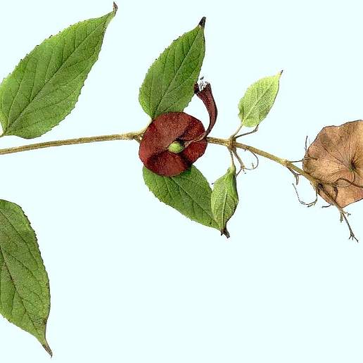 Cup And Saucer Plant