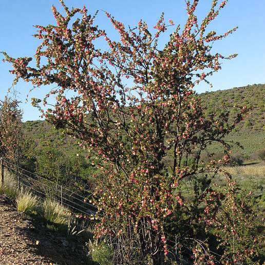 Chinese Lantern Tree
