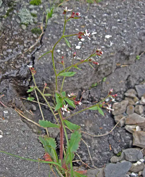 Cliff Saxifrage