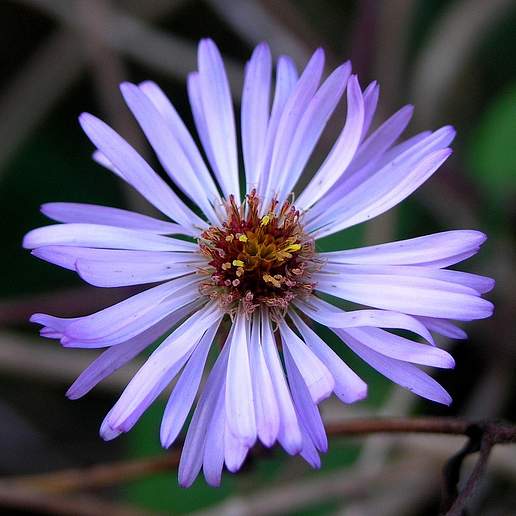 Climbing Aster