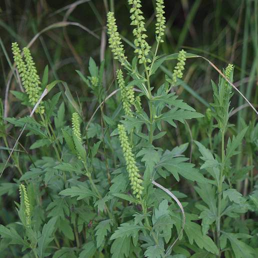 Coastal Ragweed