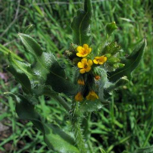 Fiddleneck