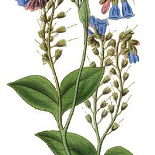 Comfrey