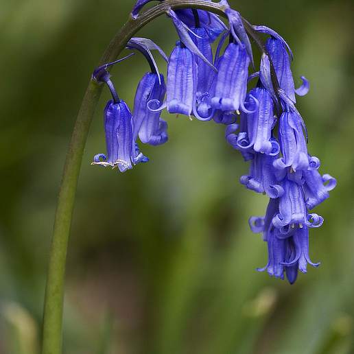 English Bluebell