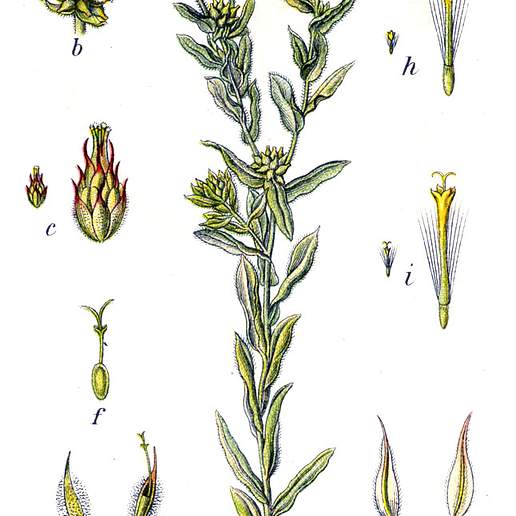 Filago Germanica Germanica