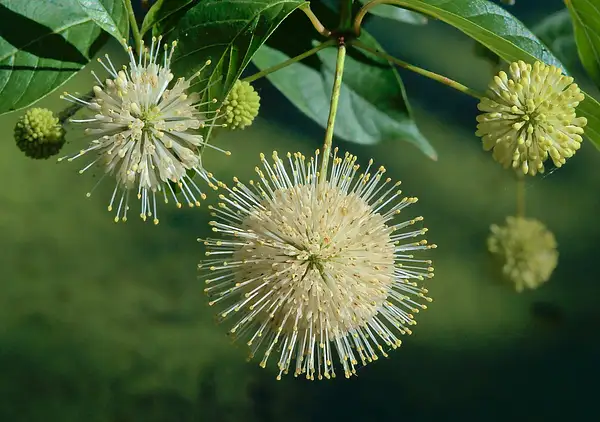 Button Willow