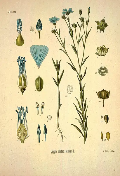 Common Flax