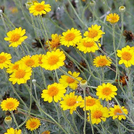 Fiveneedle Pricklyleaf