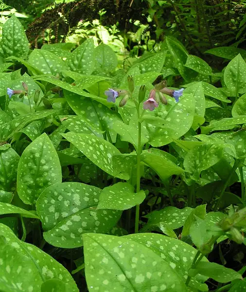 Jerusalem Cowslip