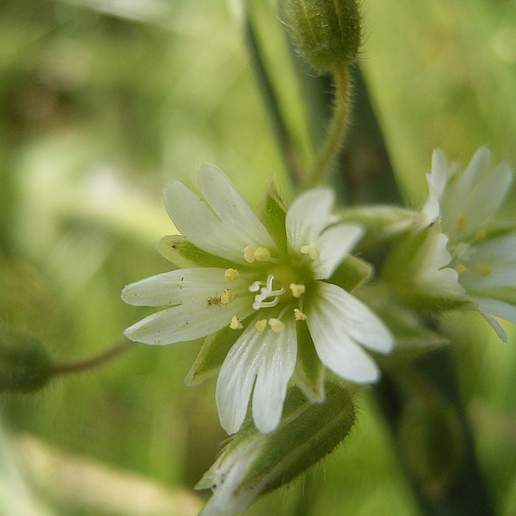 Common Mouse Ear Chickweed