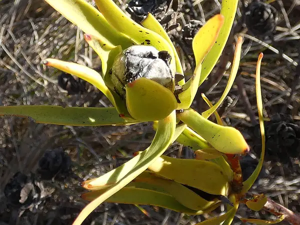 Common Sunshine Conebush