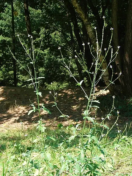 Wild Verbena