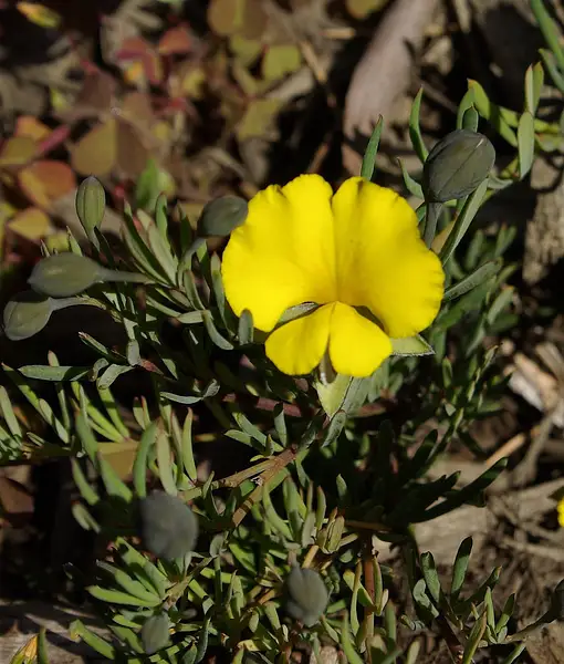 Pale Wedge Pea
