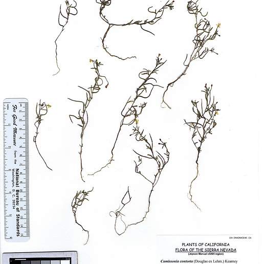 Dwarf Contorted Suncup