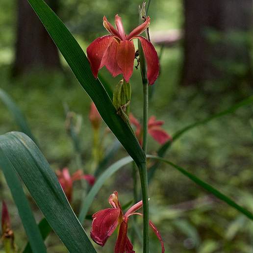 Copper Iris