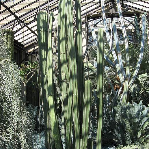 Mexican Fence Post Cactus