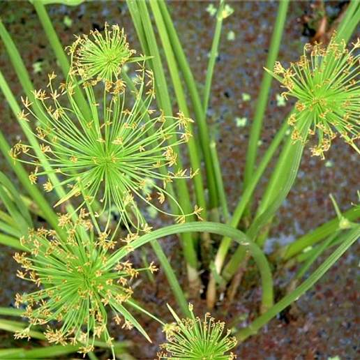 Dwarf Papyrus Sedge