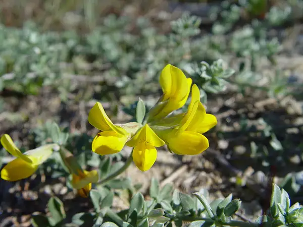 Cretan Bird's Foot Trefoil