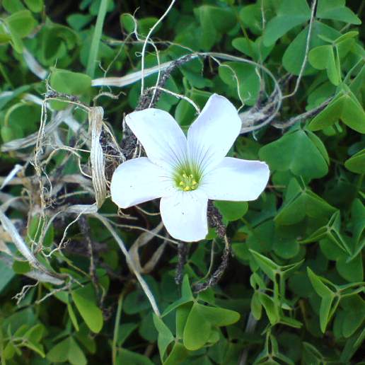 Pale Flower Oxalis