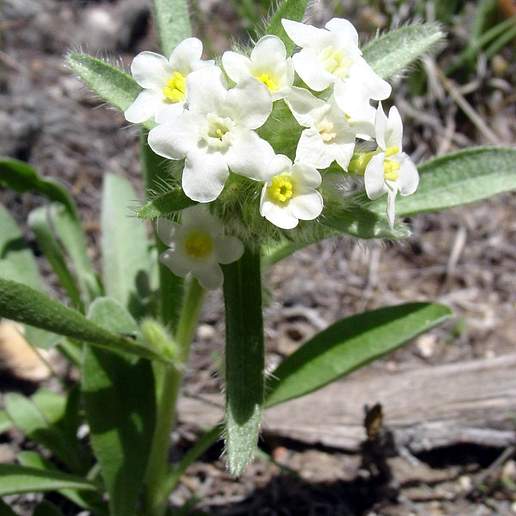 Cryptantha Dichotoma