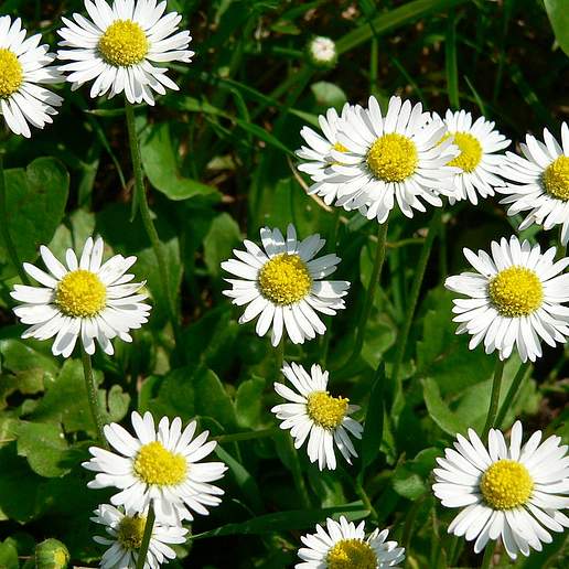 Perennial Daisy